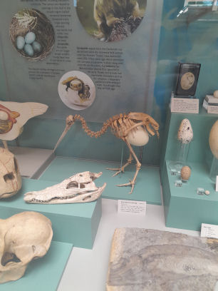 Cole Museum of Zoology